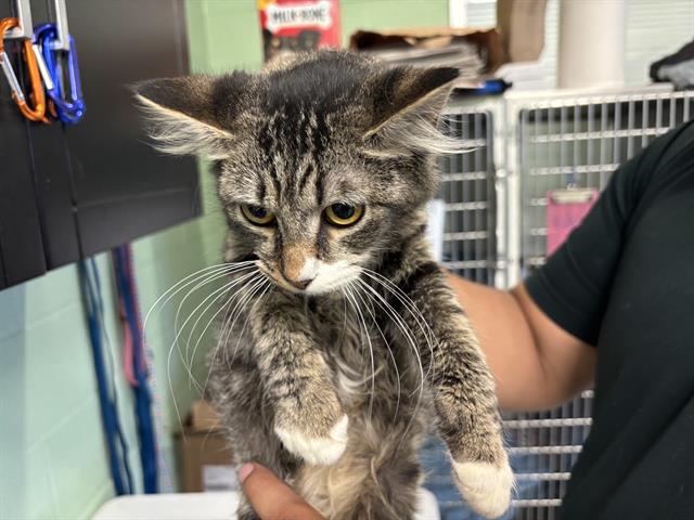 adoptable Cat in Grand Prairie, TX named SCORPIO