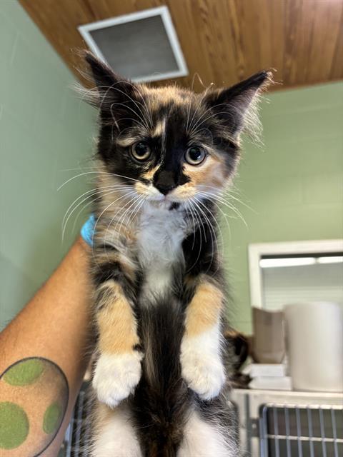 adoptable Cat in Grand Prairie, TX named MABEL