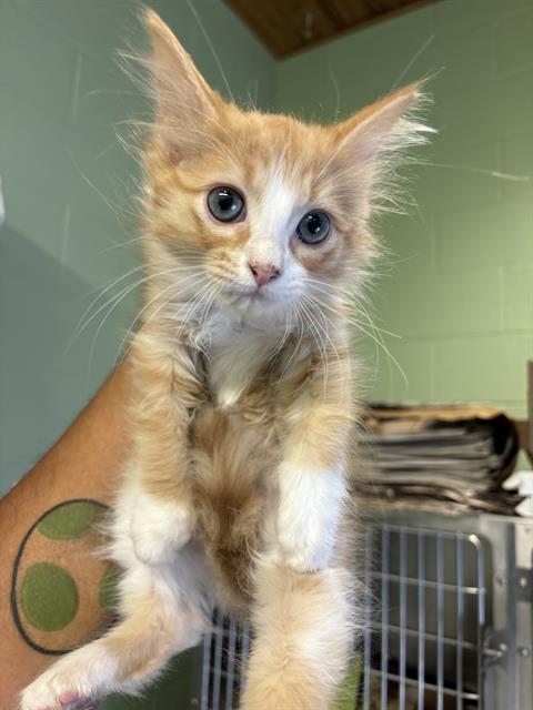 adoptable Cat in Grand Prairie, TX named DIPPER