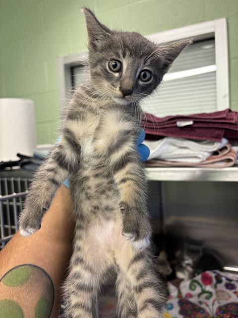 adoptable Cat in Grand Prairie, TX named A219915