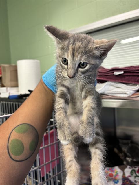 adoptable Cat in Grand Prairie, TX named A219916