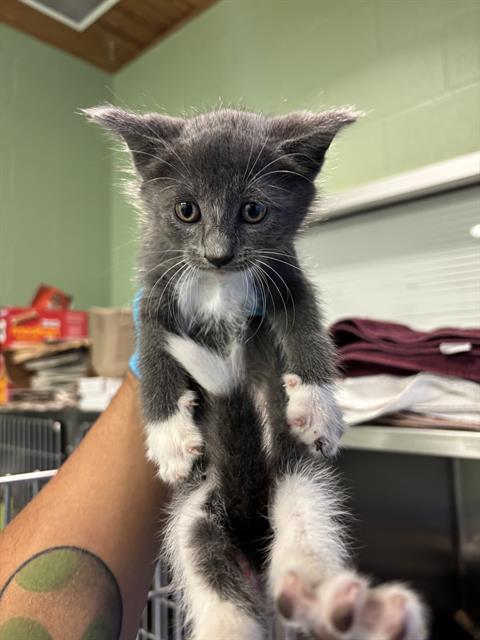 adoptable Cat in Grand Prairie, TX named A219917