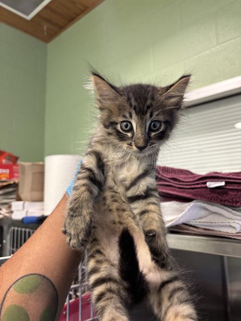 adoptable Cat in Grand Prairie, TX named A219918