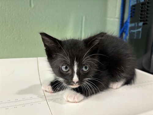 picture of the cat needing adoption