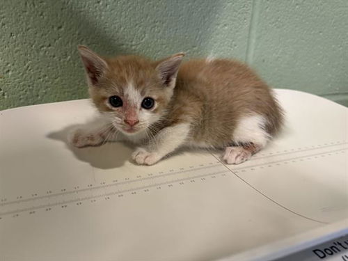 picture of the cat needing adoption