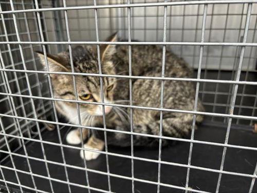 picture of the cat needing adoption