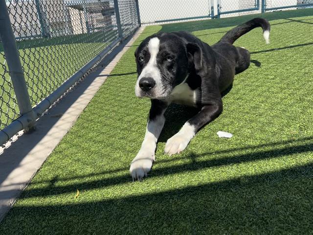adoptable Dog in Grand Prairie, TX named CHANEL