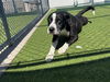 adoptable Dog in  named CHANEL