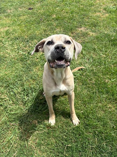 picture of the dog needing adoption