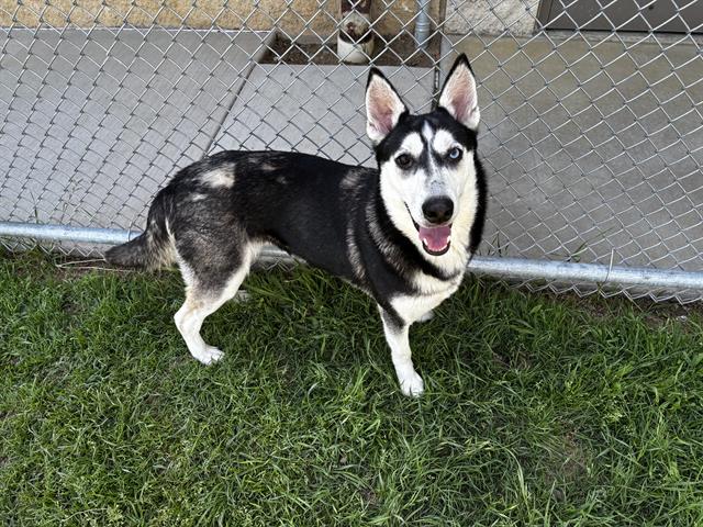 adoptable Dog in Grand Prairie, TX named TALA