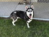 adoptable Dog in  named TALA