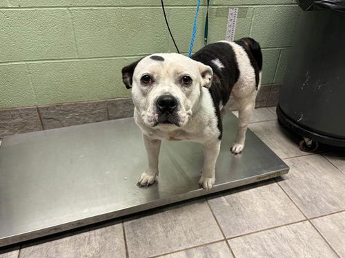 picture of the dog needing adoption