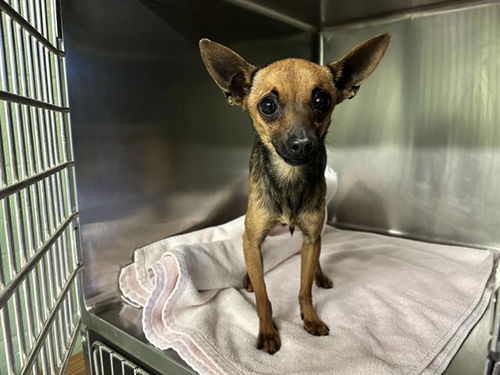 picture of the dog needing adoption