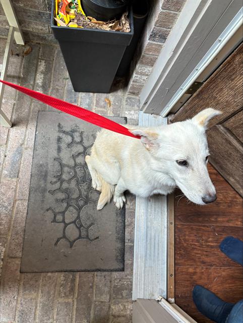 picture of the dog needing adoption