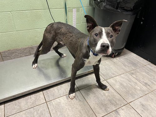 picture of the dog needing adoption