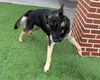 adoptable Dog in grand prairie, TX named ANNA