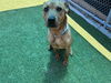 adoptable Dog in  named TOFFEE