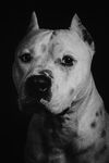 adoptable Dog in  named INDIGO