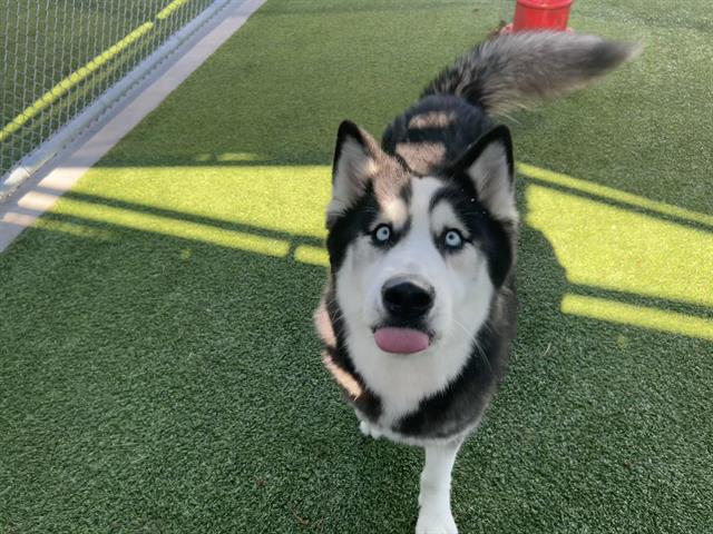 adoptable Dog in Grand Prairie, TX named ATHENA