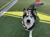 adoptable Dog in grand prairie, TX named ATHENA