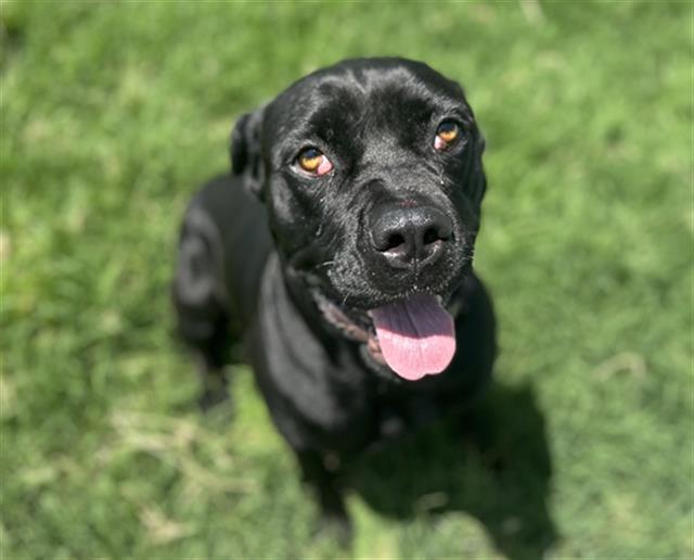 adoptable Dog in Grand Prairie, TX named JUNE BUG