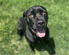 adoptable Dog in  named JUNE BUG