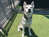 adoptable Dog in  named PENELOPE