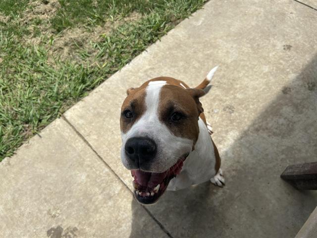 adoptable Dog in Grand Prairie, TX named ARTEMIS