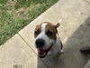 adoptable Dog in grand prairie, TX named ARTEMIS