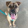 adoptable Dog in  named SOOS