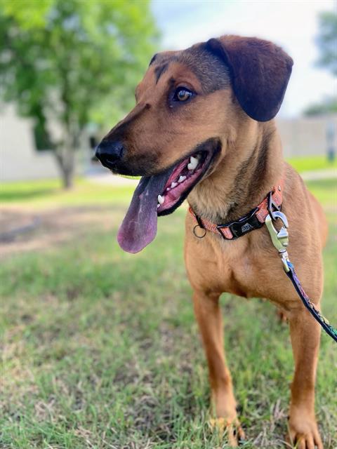 adoptable Dog in Grand Prairie, TX named HAYLEY WILLIAMS