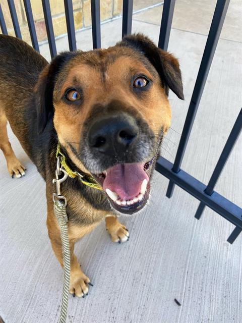 adoptable Dog in Grand Prairie, TX named TRAVIS BARKER