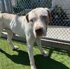 adoptable Dog in grand prairie, TX named BAMBI