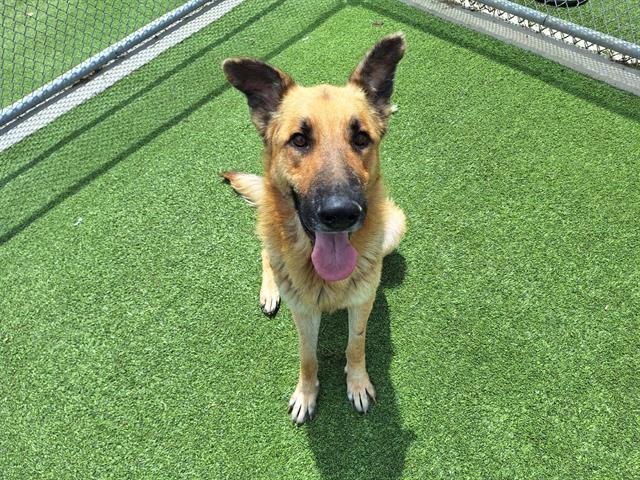 adoptable Dog in Grand Prairie, TX named CHASE