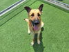 adoptable Dog in  named CHASE