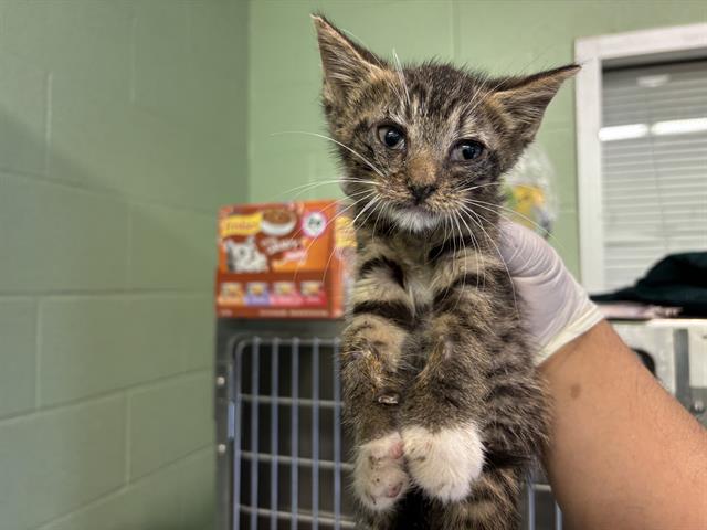 adoptable Cat in Grand Prairie, TX named MAX