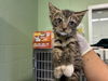 adoptable Cat in Grand Prairie, TX named MAX