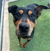 adoptable Dog in  named HANSEL