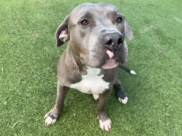 adoptable Dog in Grand Prairie, TX named BENNY