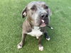 adoptable Dog in grand prairie, TX named BENNY