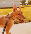 adoptable Dog in  named MONEY