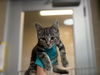 adoptable Cat in Grand Prairie, TX named DOMO