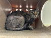 adoptable Cat in Grand Prairie, TX named EUNICE