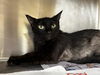 adoptable Cat in Grand Prairie, TX named LADY BISCUITS