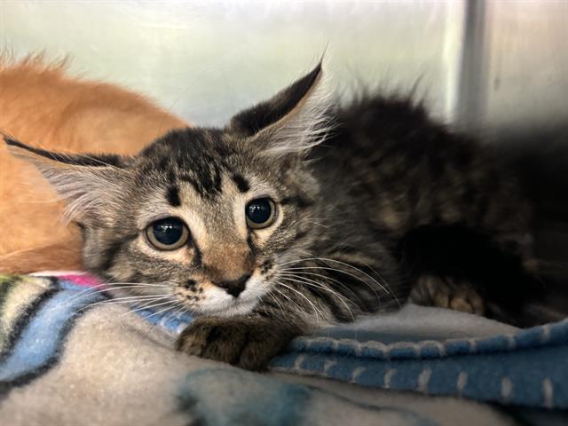 adoptable Cat in Grand Prairie, TX named TIGER