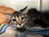 adoptable Cat in Grand Prairie, TX named TIGER