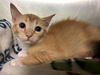 adoptable Cat in Grand Prairie, TX named GINGER