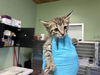 adoptable Cat in Grand Prairie, TX named KRUSTY