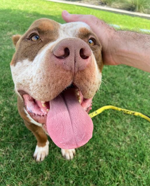 adoptable Dog in Grand Prairie, TX named LEGEND