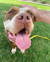 adoptable Dog in Grand Prairie, TX named LEGEND